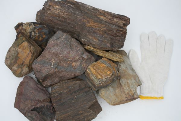 Featured image for “Stone Bark”